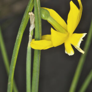 Narcissus L.