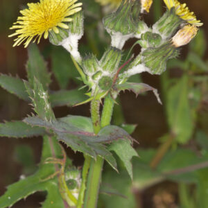 Sonchus asper (L.) Hill