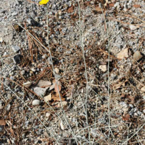 Andryala agardhii Haens. ex DC.