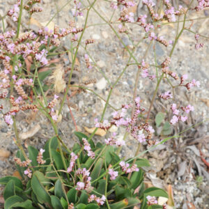 Limonium malacitanum Díez Garretas