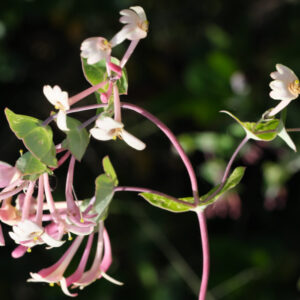 Lonicera L.