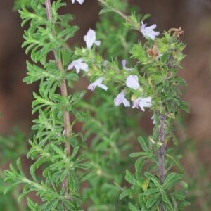 Satureja cuneifolia Ten.