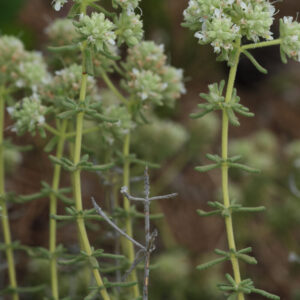 Teucrium eriocephalum Willk.