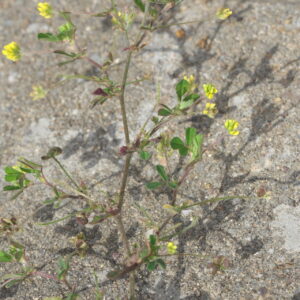 Trifolium dubium Sibth.