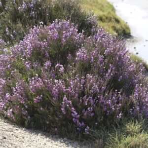 Limoniastrum Heister ex Fabr.