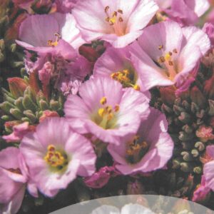 Libro "Descubriendo plantas Lanzarote y Fuerteventura"