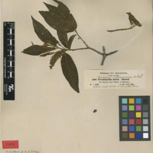 Publicación "Sched. Itin. Abyss. (1837-1854) Schimperi iter Abyssinicum"