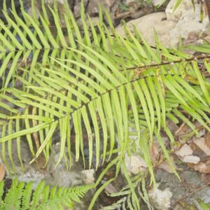 Pteris vittata L.