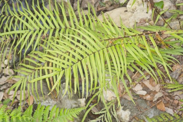 Pteris vittata bis (14)