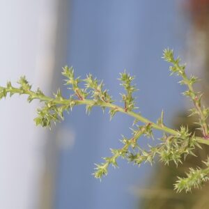 Salsola kali L.