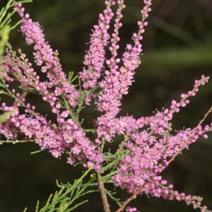 Tamarix africana Poir.