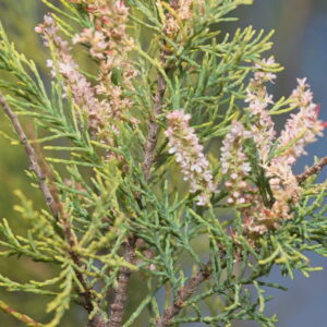 Tamarix boveana Bunge