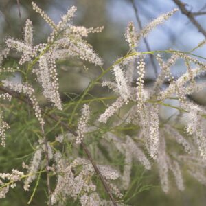 Tamarix gallica L.